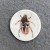 Assorted beetles - please select: Striped Back Beetle