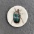 Assorted beetles - please select: Teal Beetle