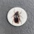 Assorted beetles - please select: Dark Brown Stripe Beetle