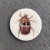 Assorted beetles - please select: Soft Brown Beetle